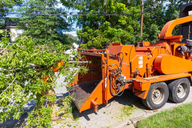 Tree Removal for Businesses in Roslyn, PA